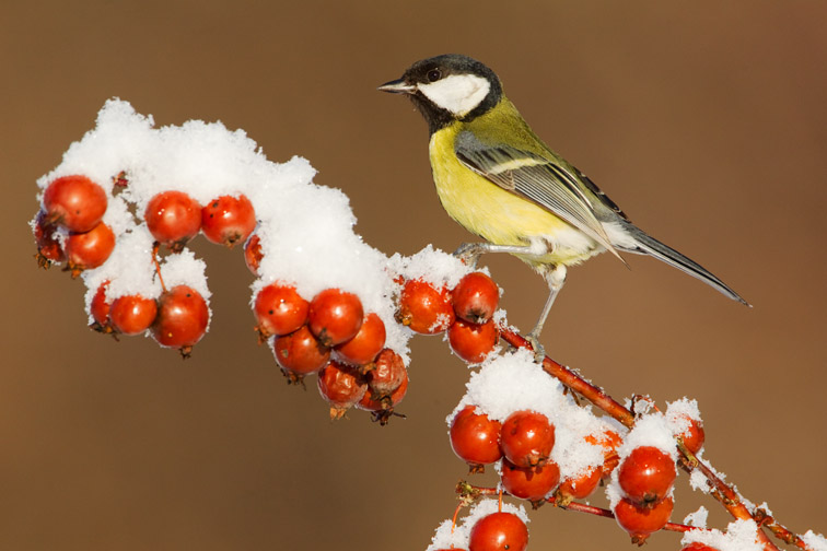 Great tit Parus major perched on crab apple in snow, Scotland, January